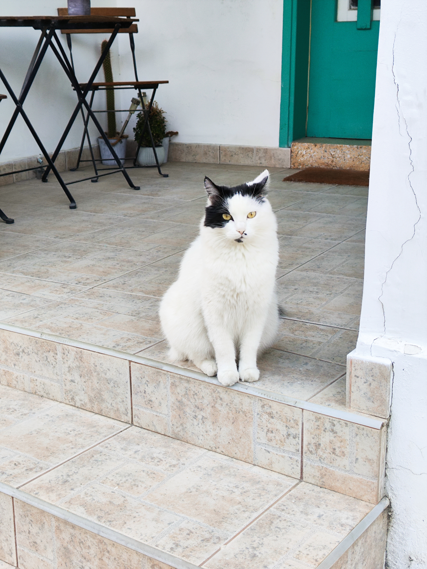 Fluffy black and white cat sitting on tiled steps