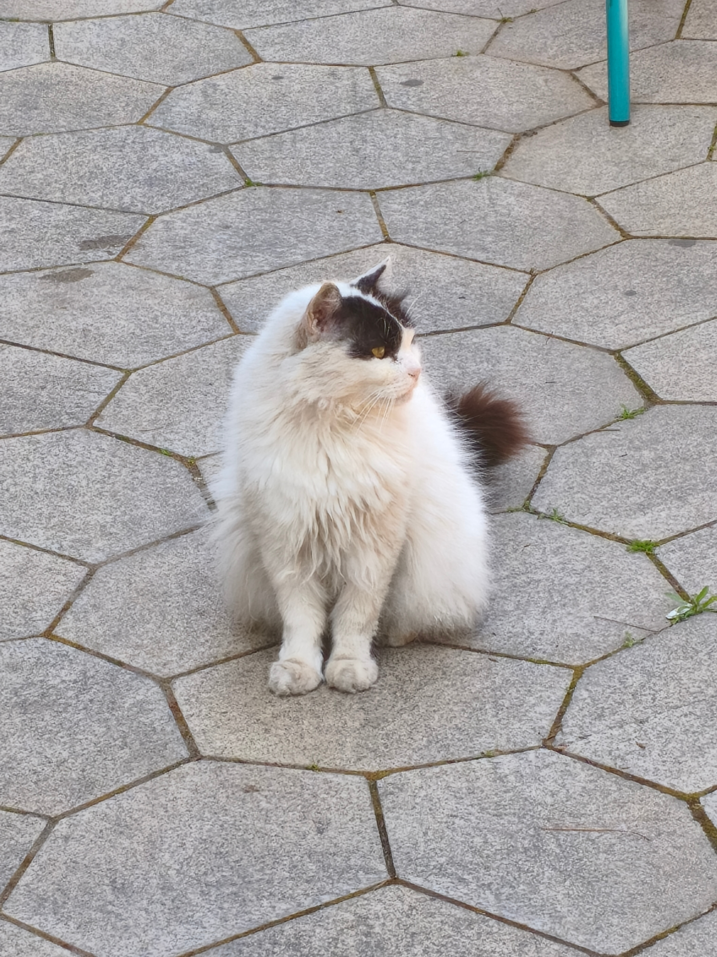 White and black long-haired cat on hexagonal pavement