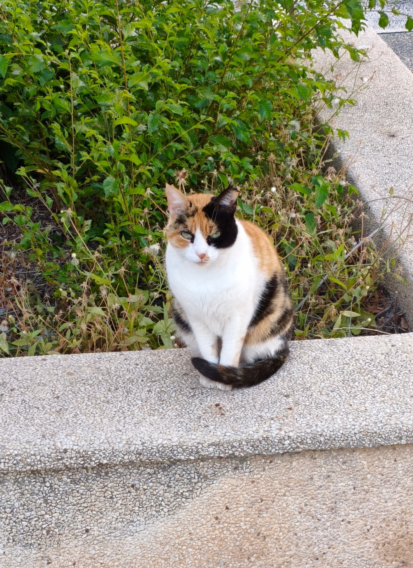 Calico cat sitting on a stone curb beside greenery