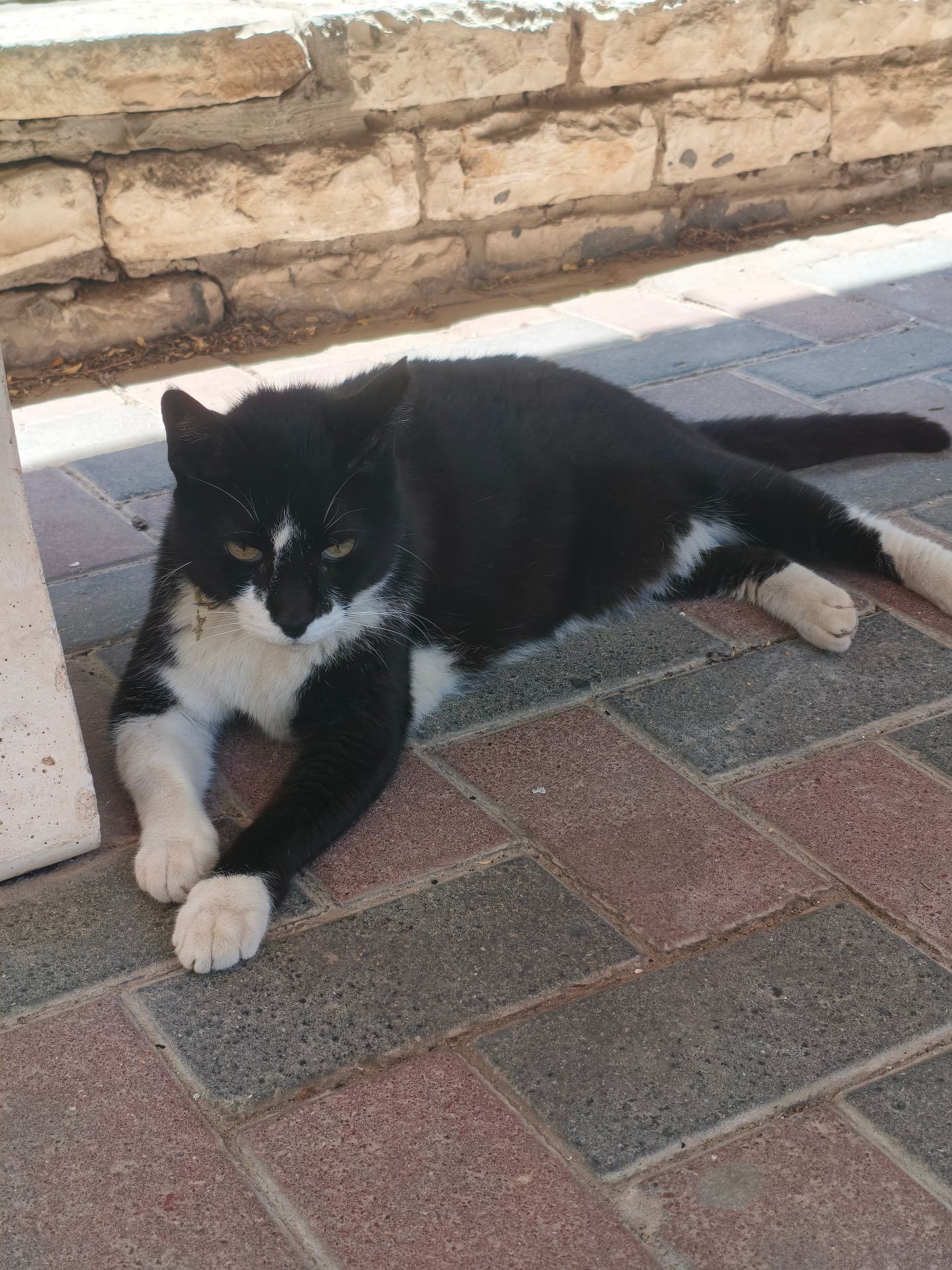 Tuxedo cat resting on brick paving in the shade